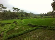 Villa Kelusa, Ver a los campos de arroz